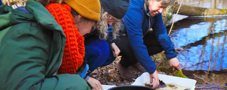 Tre personer sitter vid kanten av ett vattendrag och tittar på bottenfauna som de håvat och lagt i behållare.