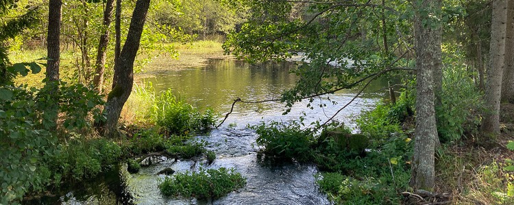Solbelyst alkärr. Grönskan runt kärret är frodigt grön.