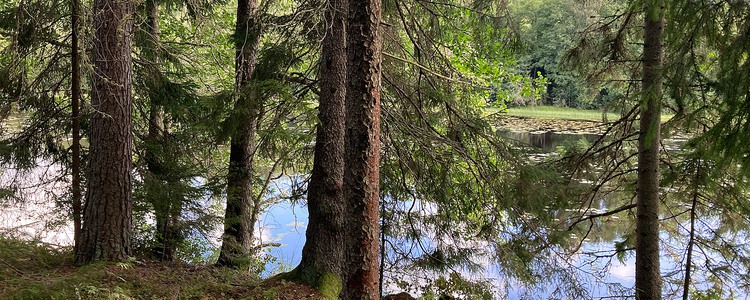 Genom gles granskog syns en bit av en sjö.