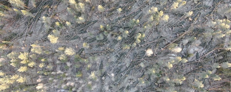 Drönarbild som visar skador efter stormen Johannes tagna i Sörböle, Västernorrlands län. Foto: Magnus Martinsson