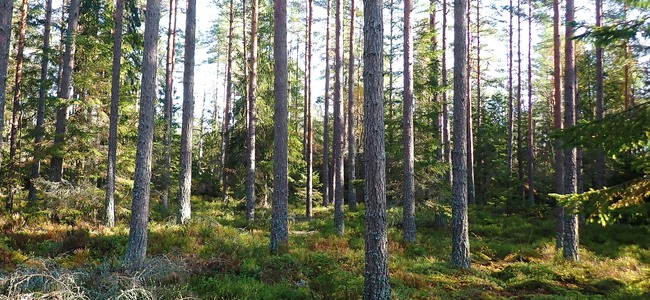 Höggallrad tallskog. Foto: Carl Appelqvist