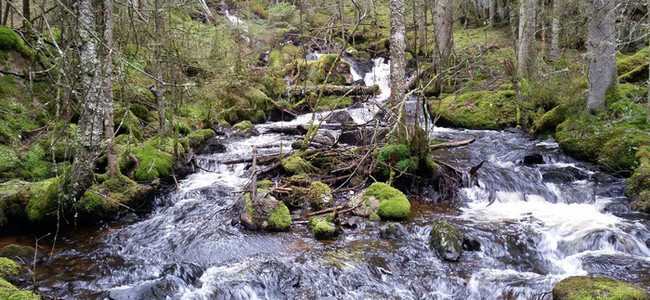 Bäck. Foto: Marianne Karlsson