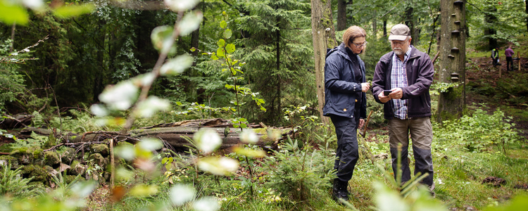 En skogskonsulent och en skogsägare tittar tillsammans på kartprogram (Field maps) i telefon omgivna av bokskog.