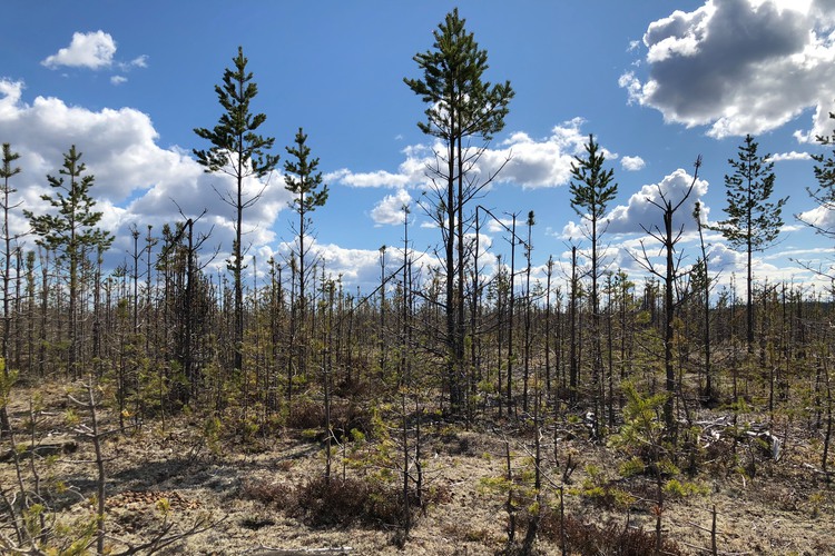 Kraftiga viltbetesskador på tallungskog i Västerbotten utanför Vindeln.   Foto: Ellinor Lindmark