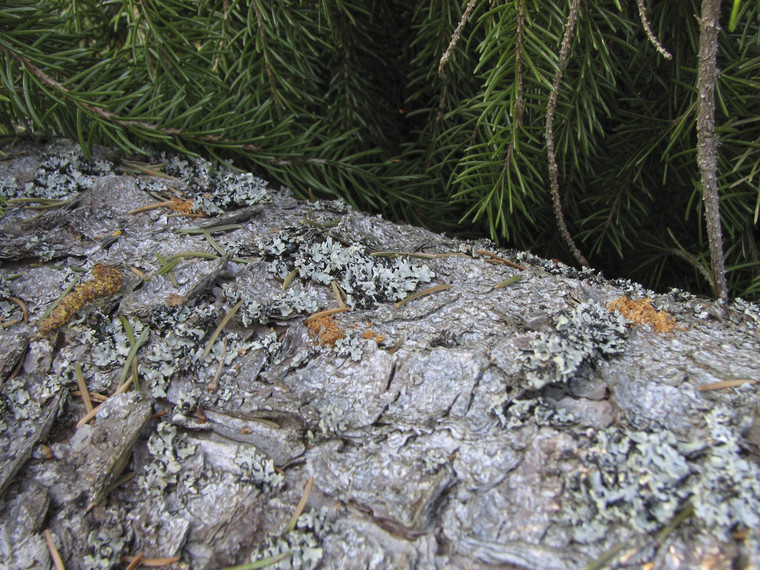Borrmjöl, från åttatandade barkborrar, på granvindfälla.  Foto: Mattias Sparf