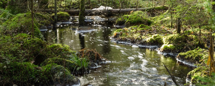 En porlande bäck i en mossbeklädd barrskog. Foto: mostphotos
