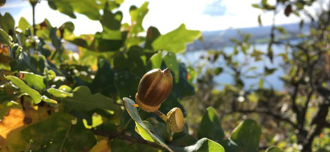 Närbild på eklöv och ekollon. Foto: Martina Tedenborg