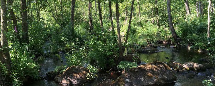 En svämlövskog längs Mörrumsån i Blekinge. Foto: Ulrika Widgren