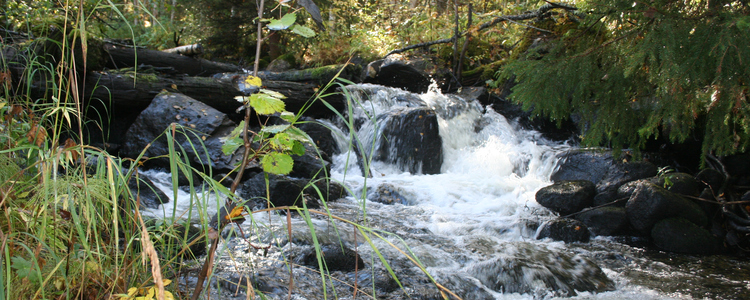 Storkvarnbäcken, Vindeln.  Foto: Elisabet Andersson