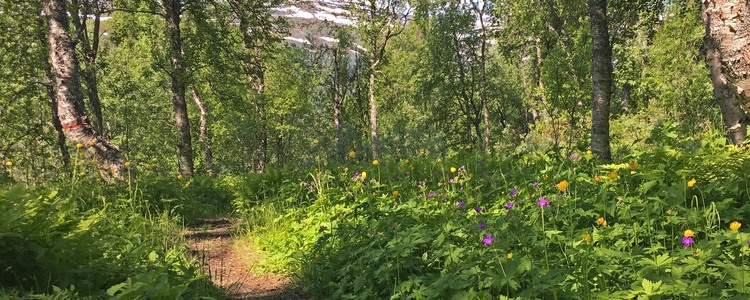 stig kantad av fjällbjörkar och sommarblommor. Foto: Martina Tedenborg