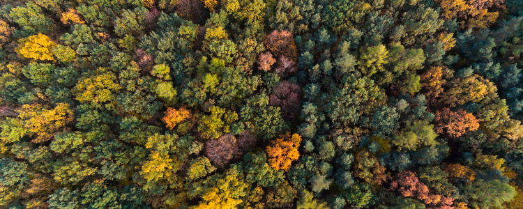 Drönarbild över höstskog