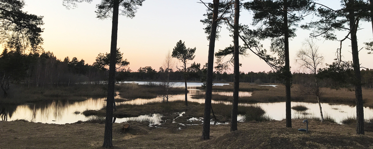 Svaide vät med tallar som växer längs vätens kant. Solen går ner och himlen är svagt rosa.  Foto: Amanda Overmark