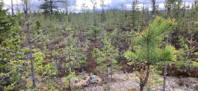 Älgbetad tallungskog vid Mörttjärnarna, Långå, Härjedalen. Foto: Maria Syrjälä