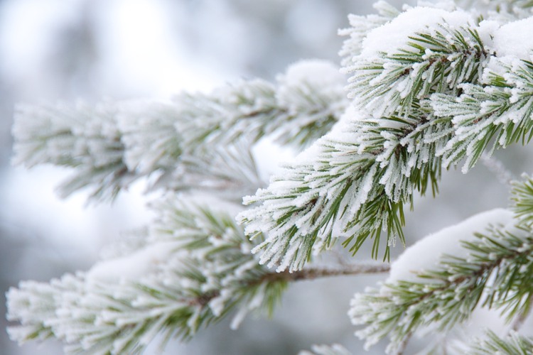 Grankvist med snö och rimfrost.