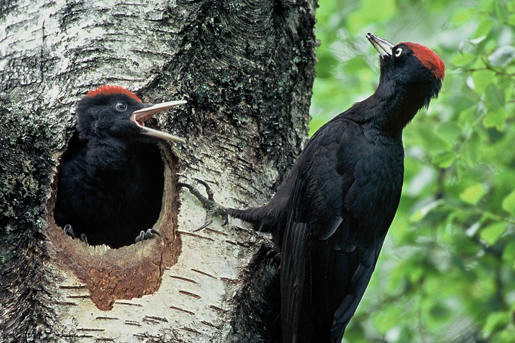 Spillkråka. Foto: Kanneth Johansson