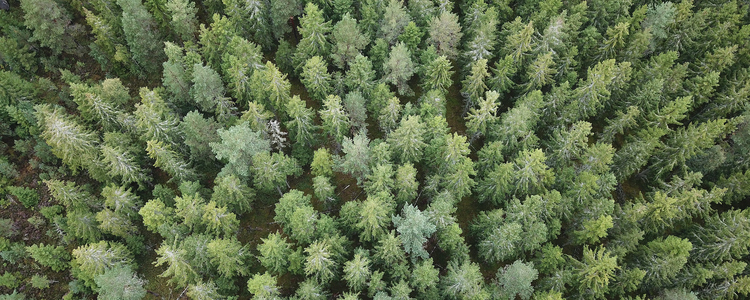 Skog. Bild tagen med drönare.