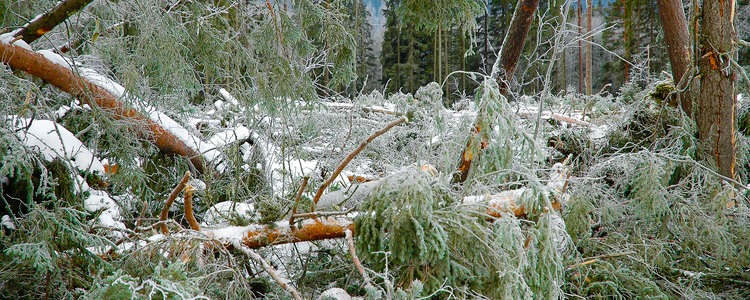stormskadad skog. Foto: Bo Persson