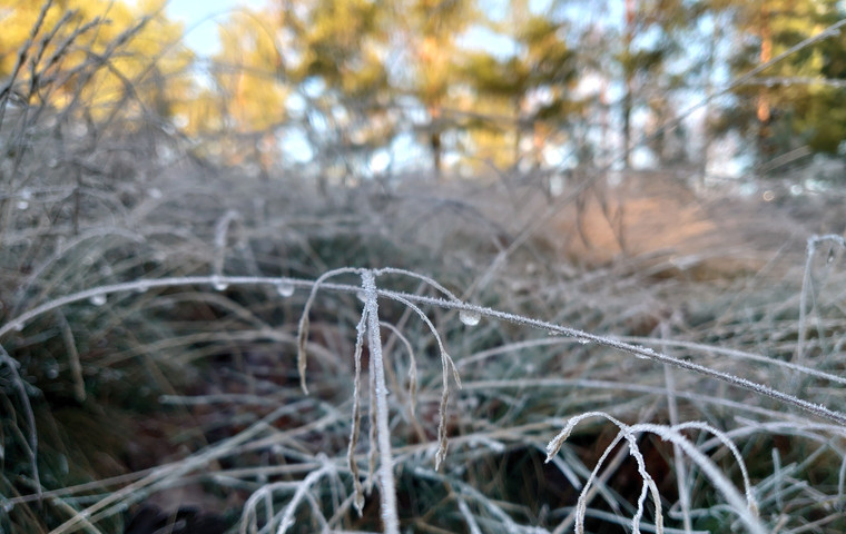 Detaljbild på fruset gräs. Foto: Mari NIlsson
