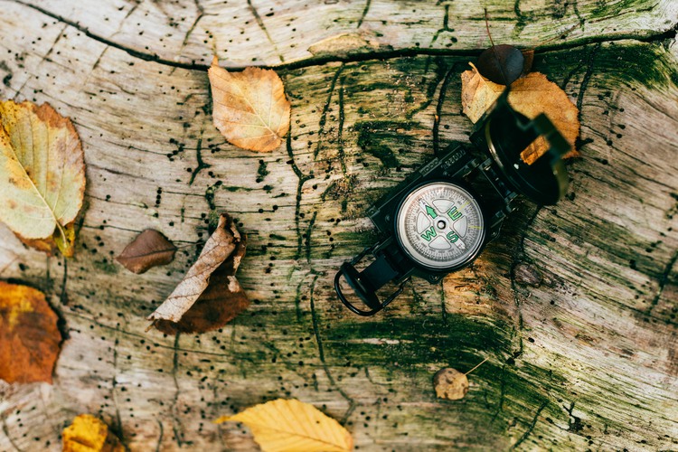 top view on compass on aged rustic tree bark with foliage