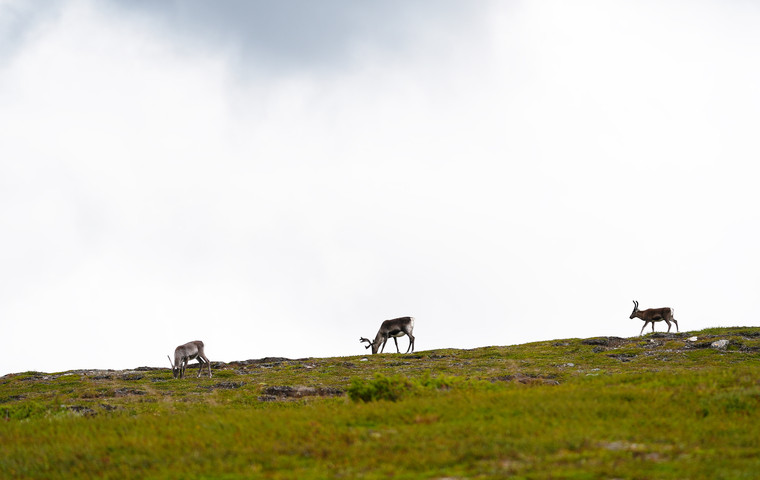 Kalfjäll, nordost om Tänndalen, med tre renar på avstånd. Mörka moln i horisonten. Foto: Åke Sjöström