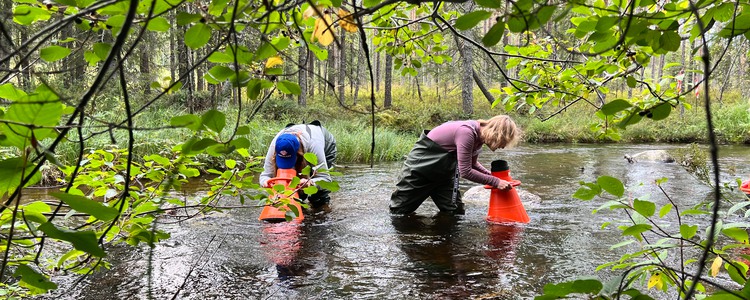 Två personer i vadarbyxor går i ett vattendrag och tittar ner under ytan med hjälp av vattenkikare - på spaning efter flodpärlmussla. Foto: Linnea Rådahl