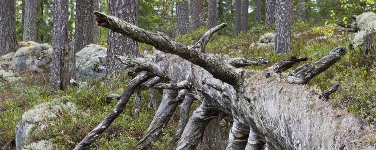 En gammal tallåga ligger på mossig skogsmark. Runt omkring syns stenar med lav och mossa, samt lingon- och blåbärsris. Större tallar växer bakom det döda trädet. Foto: Mostphotos