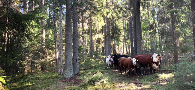 Kor/Nötkreatur i skogsbete och kalkbarrskog i Näsmarkernas naturreservat. Foto: Linda Vålberg