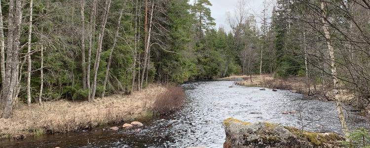 Ett vattendrag i skogen.