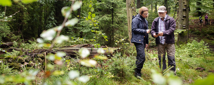 En skogskonsulent och en skogsägare tittar tillsammans på kartprogram (Field maps) i telefon omgivna av bokskog. Foto: Jenny Leyman