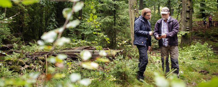 En skogskonsulent och en skogsägare tittar tillsammans på kartprogram (Field maps) i telefon omgivna av bokskog.