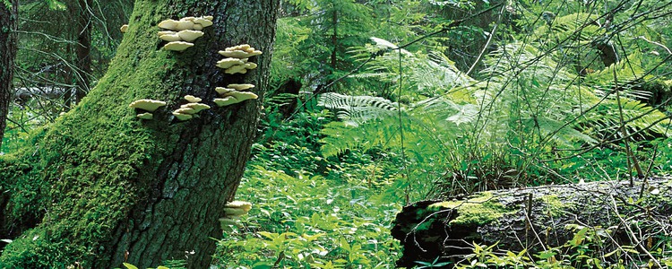 Trådticka på granhögstubbe.  Foto: Johan Nitare