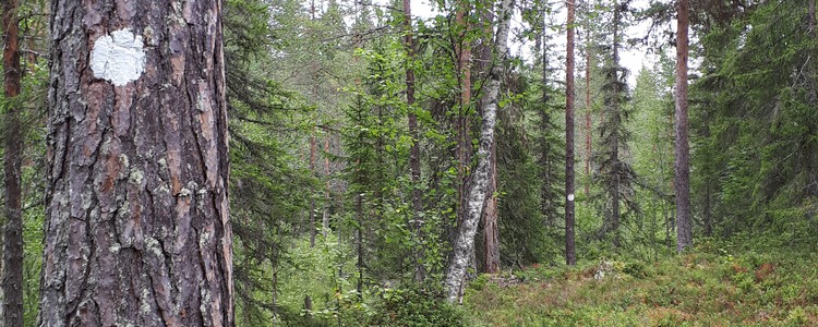 Genom ett parti av glesare blandskog på frisk mark av ristyp, går en vandringsslinga. Stigmarkeringen - målade vita cirklar - finns på träden.
