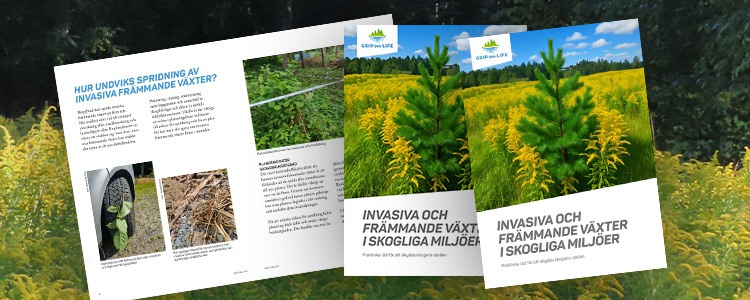 Omslag och uppslag från en broschyr om invasiva växter i skogen. I förgrunden syns kanadensiskt gullris