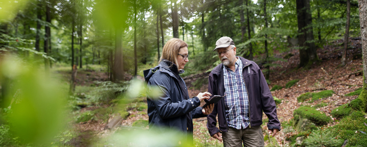 En skogskonsulent och en skogsägare tittar tillsammans på kartprogram (Field maps) i telefon omgivna av bokskog.