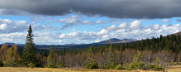 Fjällskogslandskap. Foto: Rashid Kadhim. Foto: Rashid Kadhim
