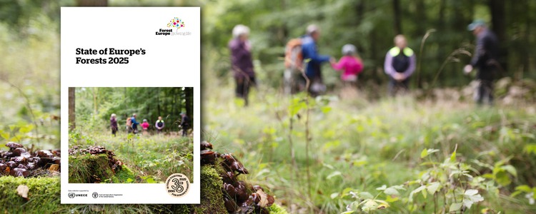 Rapporten State of Europe's Forests 2025. Foto: Jenny Leyman