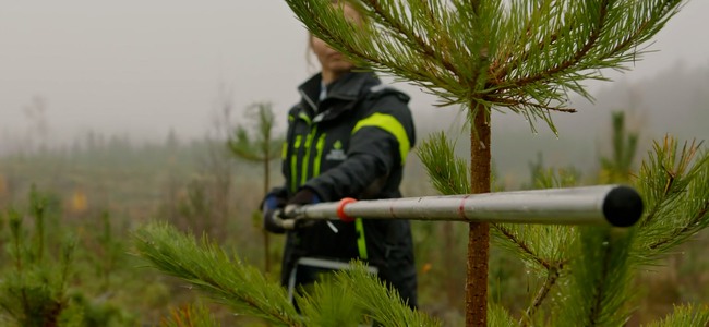 Kvinna från skogsstyrelsen i ungskog med tall