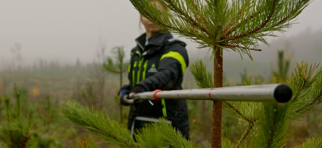 Kvinna från skogsstyrelsen i ungskog med tall. Foto: Bulldozer