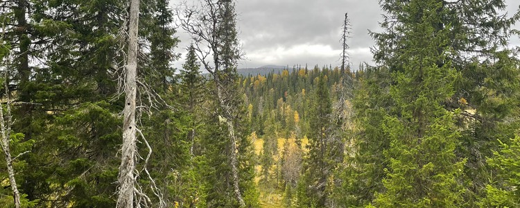Lågproduktiv fjällurskog. Foto: Rashid Kadhim