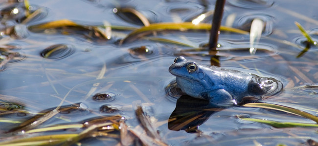 En blåaktig åkergroda i lekdräkt syns vid vattenytan, under vattenytan syns snårigt sjögräs. Foto: Mostphotos