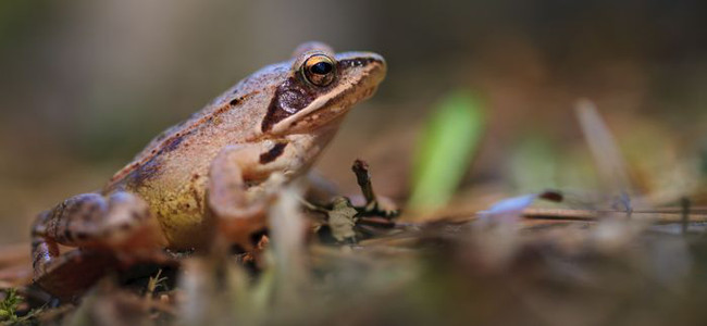Den här långbensgrodan hade förirrat sig ut på den öppna ytan vid rastplatsen i Penåsa. Bara några veckor tidigare hade det kryllat av snokar på platsen så den levde nog farligt även om den felaktigt uppfattade fotografen som det största hotet.
