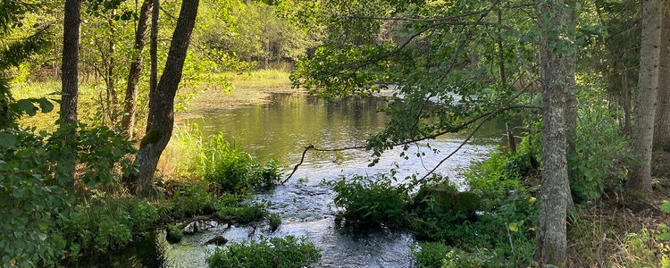 Solbelyst alkärr. Grönskan runt kärret är frodigt grön.