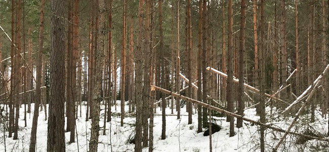Snöbrott i tallskog. Foto: Magnus Nordström