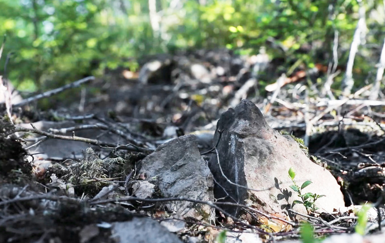 Torra grenar på marken i skogen.