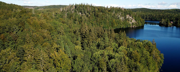 Drönarbild över halländsk skog sommartid