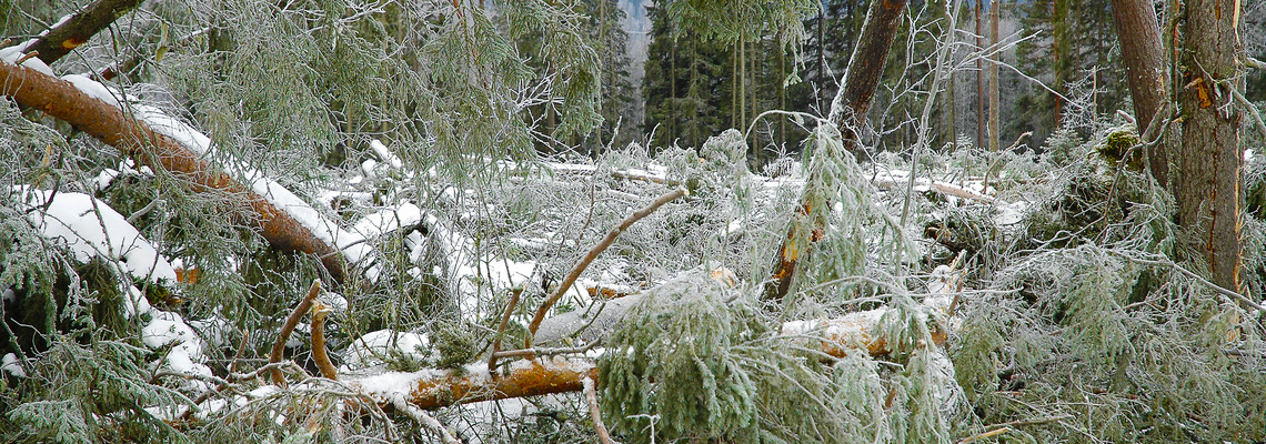 stormskadad skog. Foto: Bo Persson