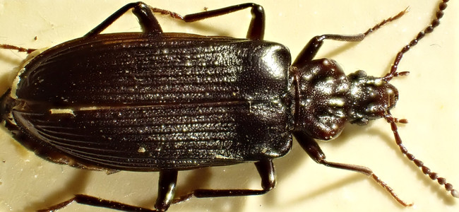 Bilden visar en fullvuxen Större barkplattbagge