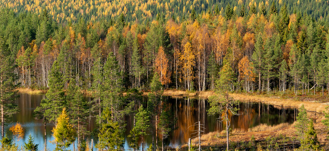 Skogstjärn i höstfärger. Foto: Åke Sjöström