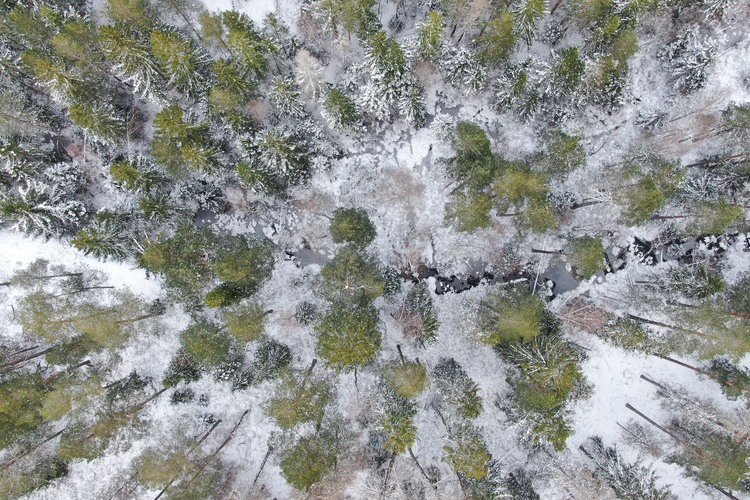 Drönarbild på granbarkborreskadad granskog på vintern. Foto: Mattias Sparf