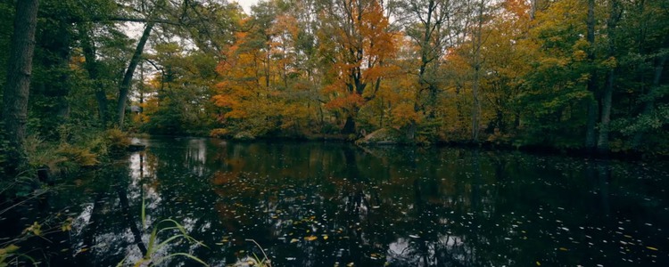 Stilla å rinner genom lövskog där löven har höstfärger. Foto: AHA Produktion